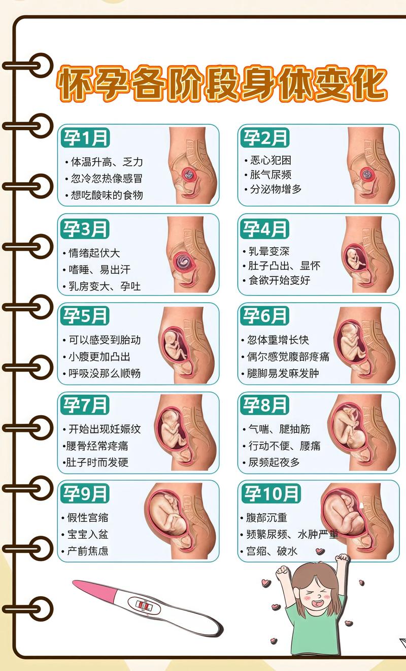 揭秘供卵代孕妈妈怀孕小腹分两节，孕期变化的奥秘临高代生机构: